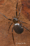 <i>(Theridion sp.)[N]</i><br /> ♀