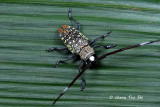 (Cerambycidae sp.)[B]  Long-horned Beetle 