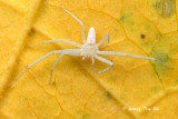PHILODROMIDAE - Running Crab Spiders