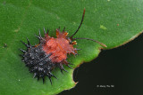 (Chrysomelidae, Platypria dimidiata)Leaf Beetle