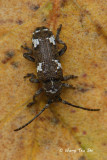 (Cf. Cerambycidae)  Long-horned Beetle 