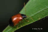 (Chrysomelidae, sp.)[C]Leaf Beetle