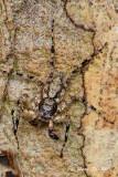 (Phaeacius malayensis) ♂