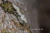 (Gonypetidae, Theopompa borneana)Bornean Bark Mantis