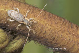(Cf. Cerambycidae)  Long-horned Beetle 