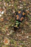 (Carabidae, Pericalus depressus) Ground Beetle