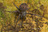 ARANEIDAE - Orb Web Spiders