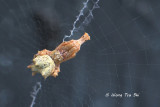ULOBORIDAE - Feather-legged Spiders