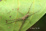 PISAURIDAE - Nursery Web Spiders