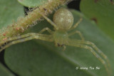 THOMISIDAE - Crab Spiders