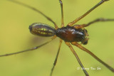LINYPHIIDAE - Hammock-web Spiders