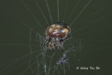 <i>(Araneus nox)</i><br /> ♀