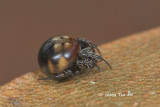 <i>(Araneus nox)</i><br /> ♀