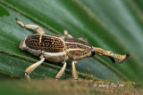 (Curculionidae, Cercidocerus sp.)[A]Weevil