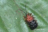 (Chrysomelidae, Dactylispa sp.) Leaf Beetle