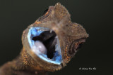 (Aphaniotis ornata) Ornate Shrub Lizard