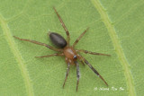 GNAPHOSIDAE - Flat-bellied Ground Spiders