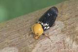 (Ceropidae, Suracarta tricolor) Froghopper