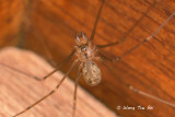 PHOLCIDAE - Daddy-long-legs Spiders