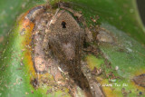 <i>(Neoscona sp.)[R]</i> <br /> ♀