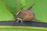 (Scarabidae, Protaetia ciliata)Scarab Beetle