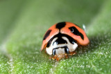 Coccinellidae, Cheilomenes sexmaculata Ladybird Beetle