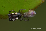THERIDIIDAE - Comb-footed Spiders