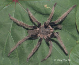 <i>(Coremiocnemis valida)</i><br /> ♂