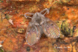 (Psychodidae sp.)<br /> Drain flies