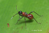 (Pyrrhocoridae, sp.)[A]<br />Red Bug