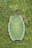 (Tessaratomidae sp.) <br />Giant Shield Bug nymph