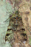(Fulgoridae, Dichoptera sp.)[A]