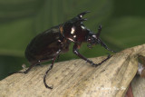 (Scarabidae, Chalcosoma atlas)Scarab Beetle