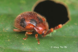 (Endomychidae, cf. Stenotarsus sp.)[A]Handsome Fungus Beetle