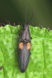(Elateridae sp.)[B]Click Beetle