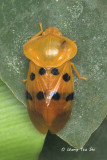 (Cercopidae, Cosmoscarta sp.)[A] Froghopper