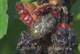 (Scarabaeidae, Miksicus sp.)