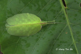 (Tettigoniidae, Chondroderella borneensis)