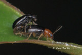 (Chrysomelidae, sp.)[F] Leaf Beetle
