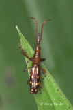(Brentidae, sp.)[A] Primitive Weevil