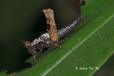 (Chorotypidae, Erucius sp.)[A]