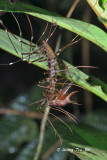 MYRIAPODA - Centipedes, Millipedes