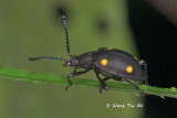 (Endomychidae, Eumorphus sp.)[B] Handsome Fungus Beetle
