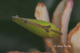 (Flatidae sp.)[C]Planthopper 