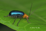 (Chrysomelidae, sp.)[H] Leaf Beetle