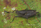 (Tetrigidae, Phaesticus insularis) Pygmy-locust