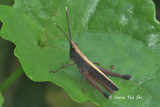 (Acrididae, Phlaeoba antennata) Grasshopper
