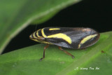 (Aphrophoridae sp.)[B] Spittlebug
