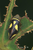 (Aphrophoridae sp.)[C] Spittlebug