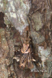 (Hymenopodidae, Ceratomantis sp.)[A]